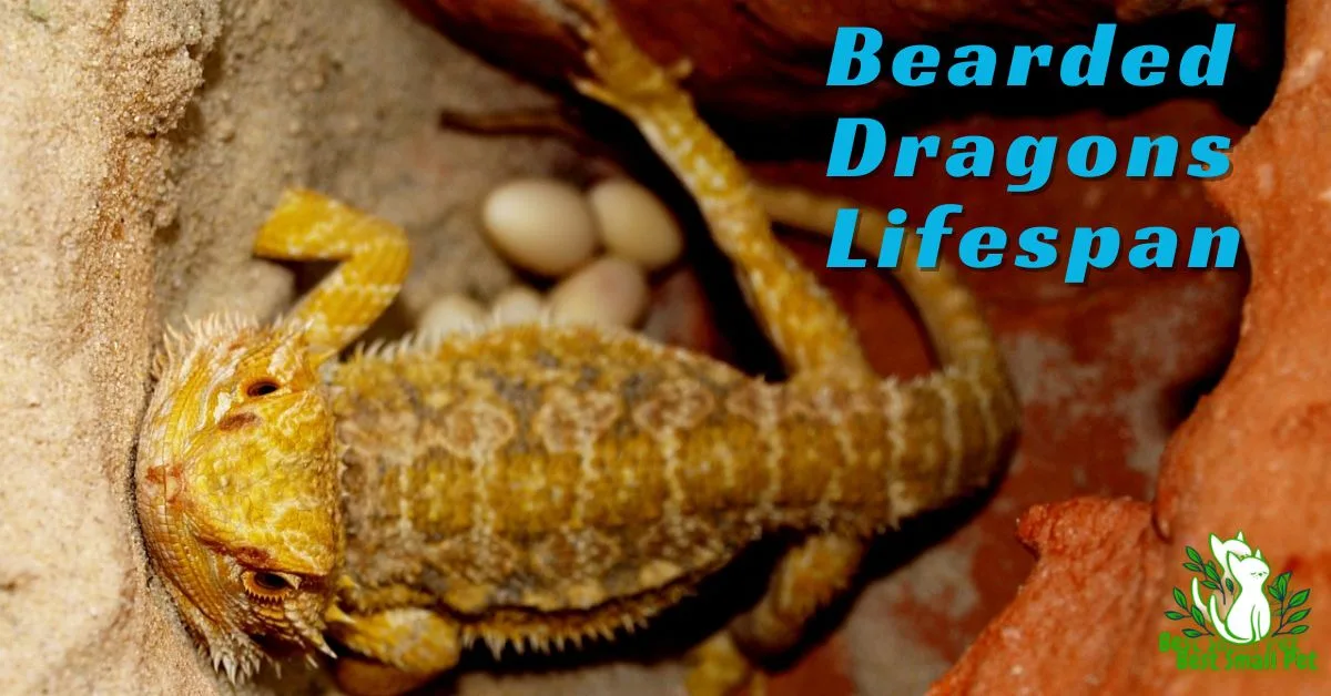 How Long Do Bearded Dragons Live: A Comprehensive Guide
