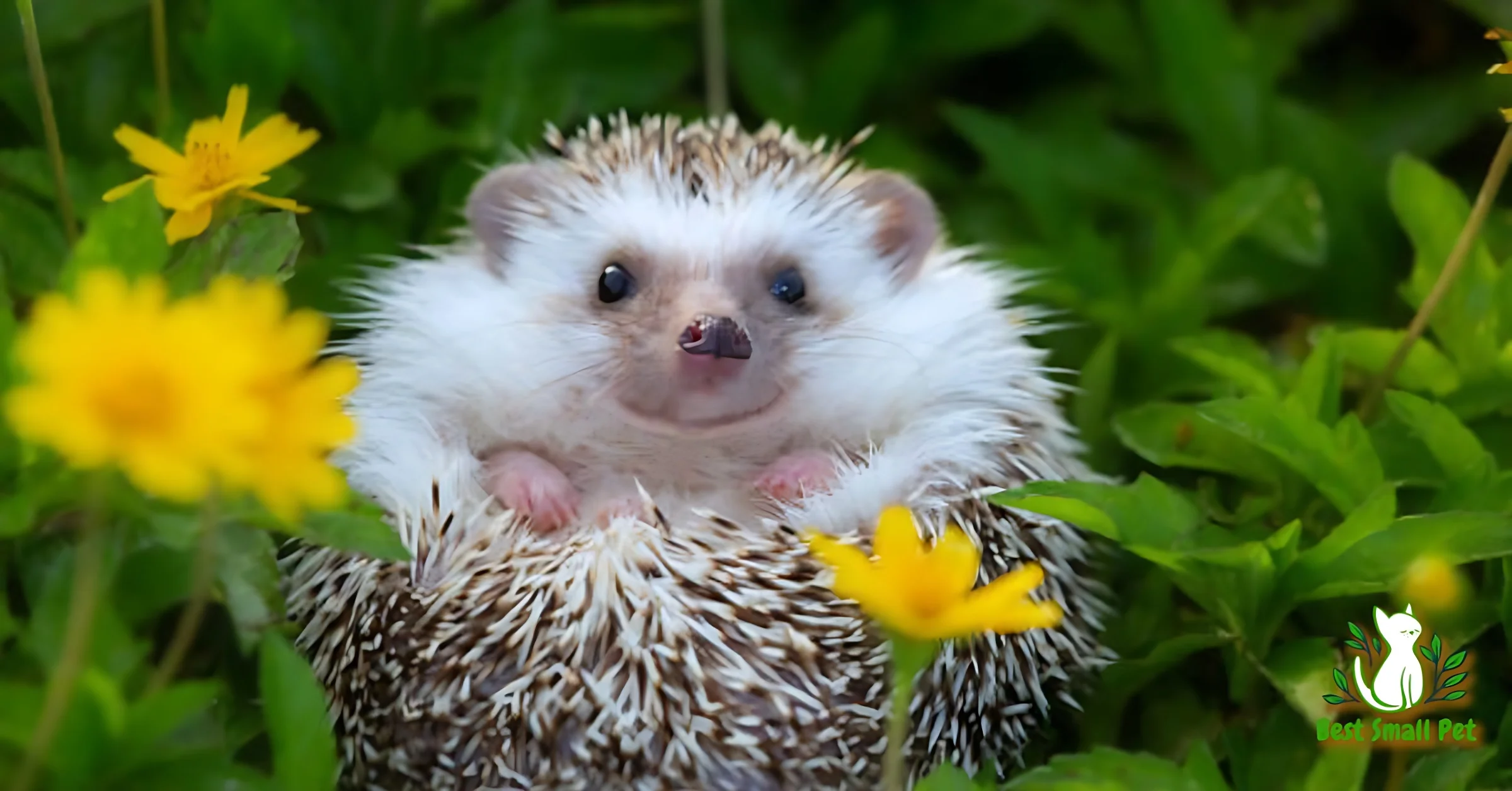 Hedgehogs Good pet