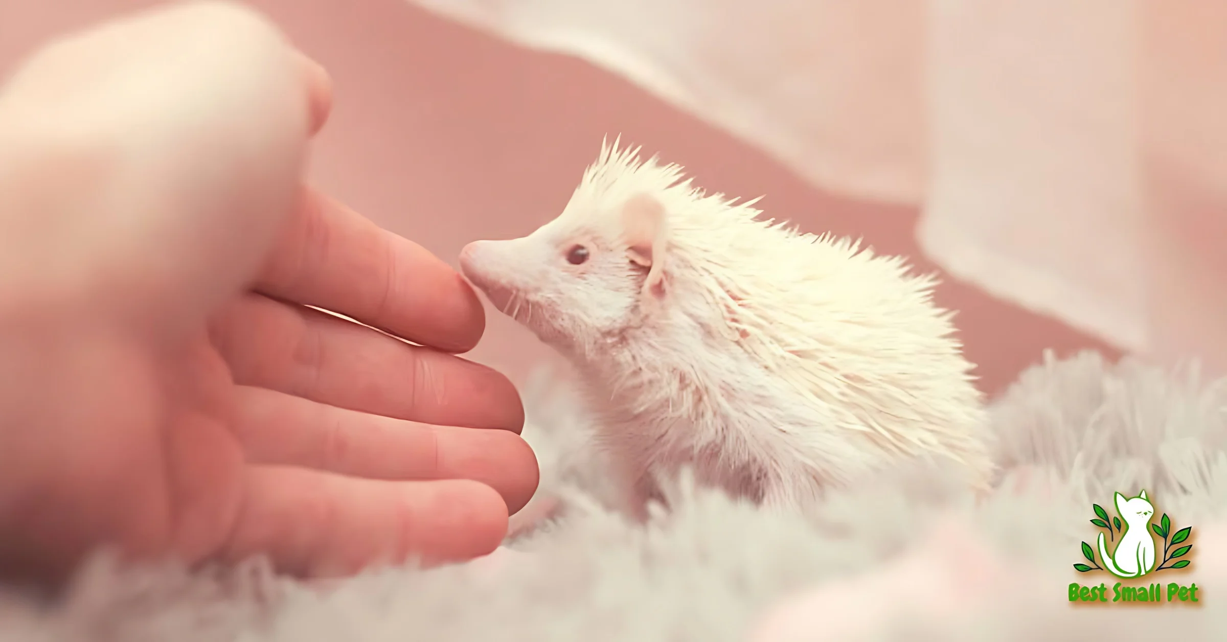 Are Hedgehogs Good Pets Really