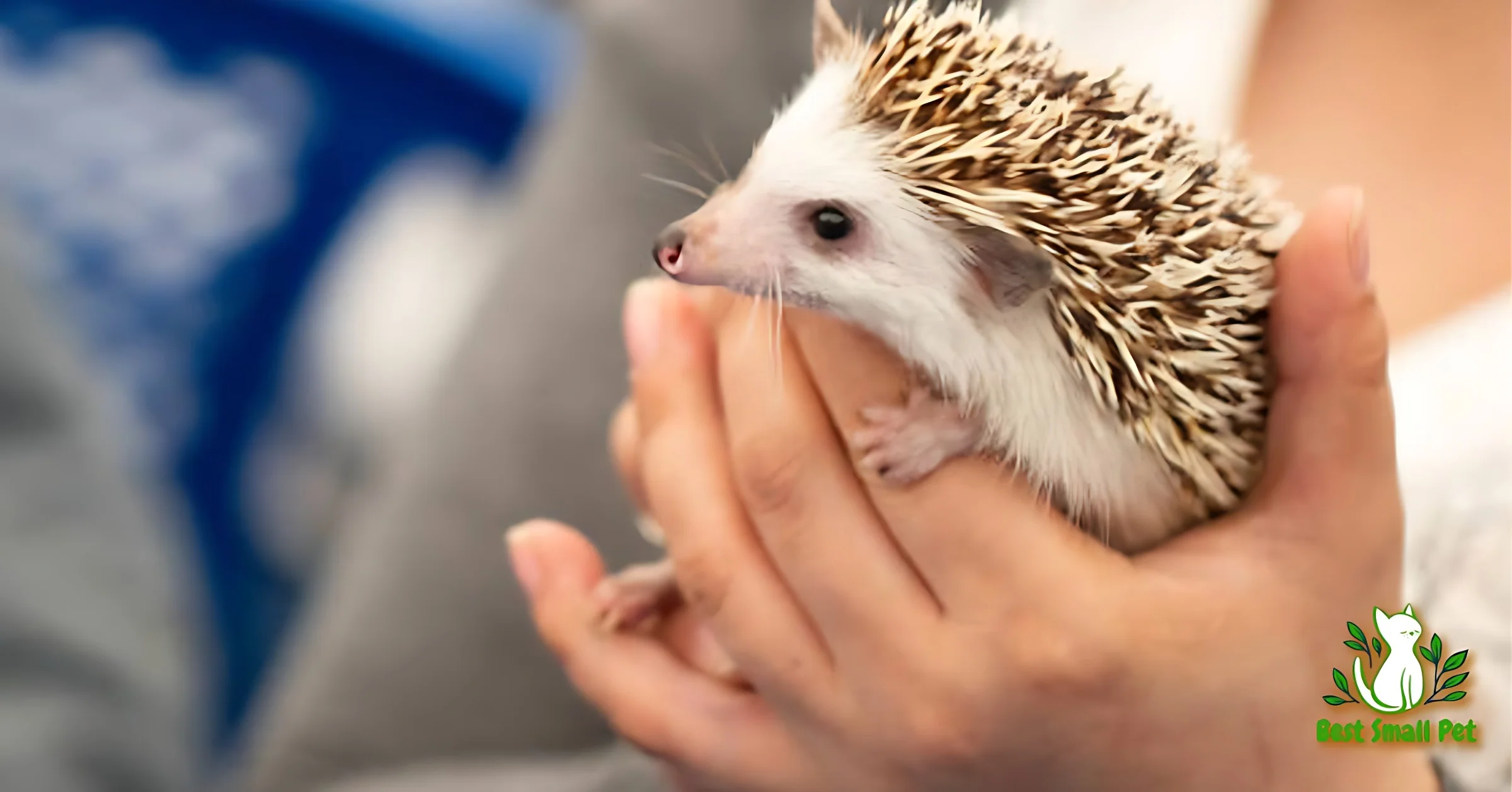 Are Hedgehogs Good Pets: What do the experts think?
