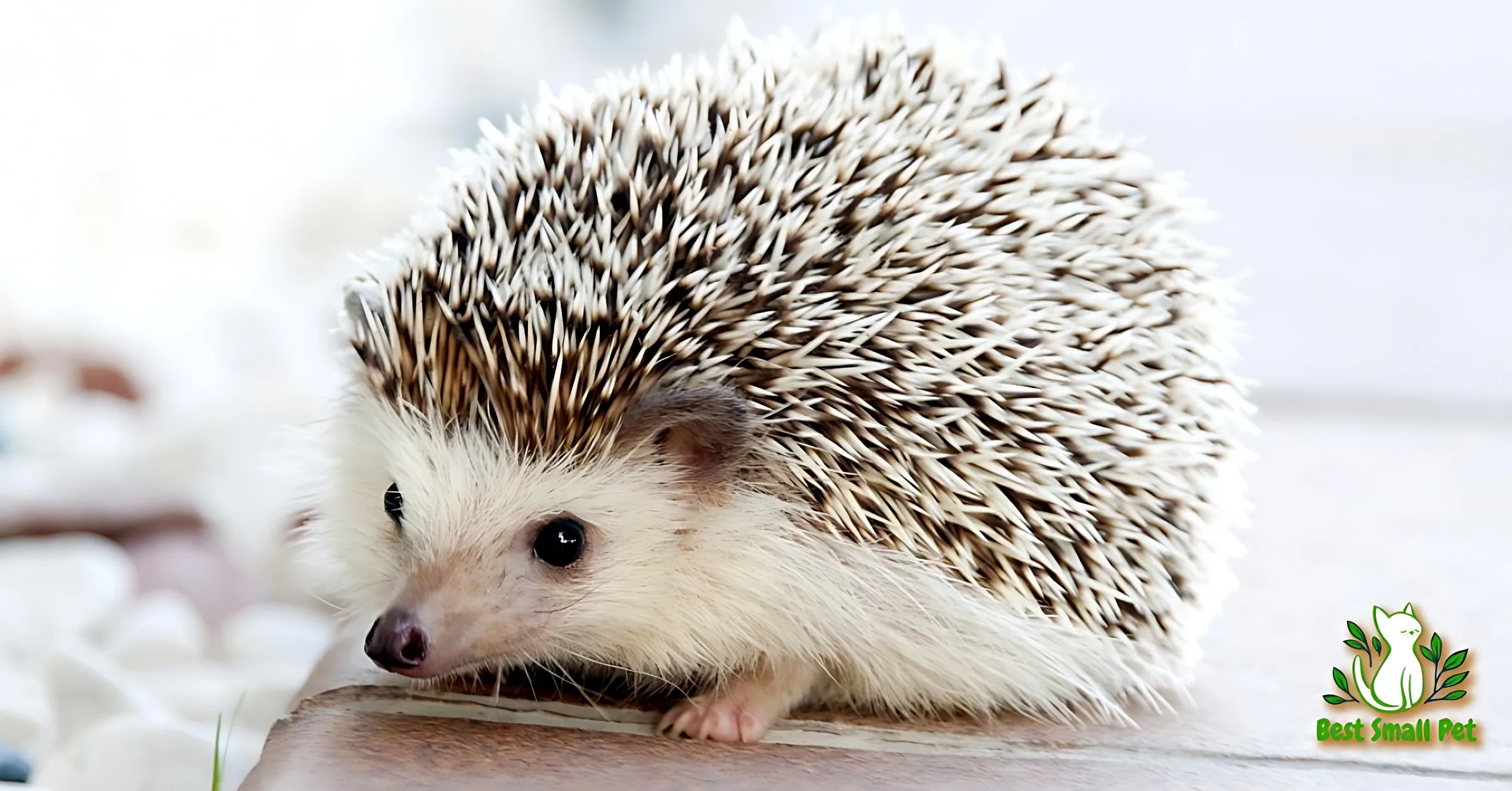 Hedgehogs pet food