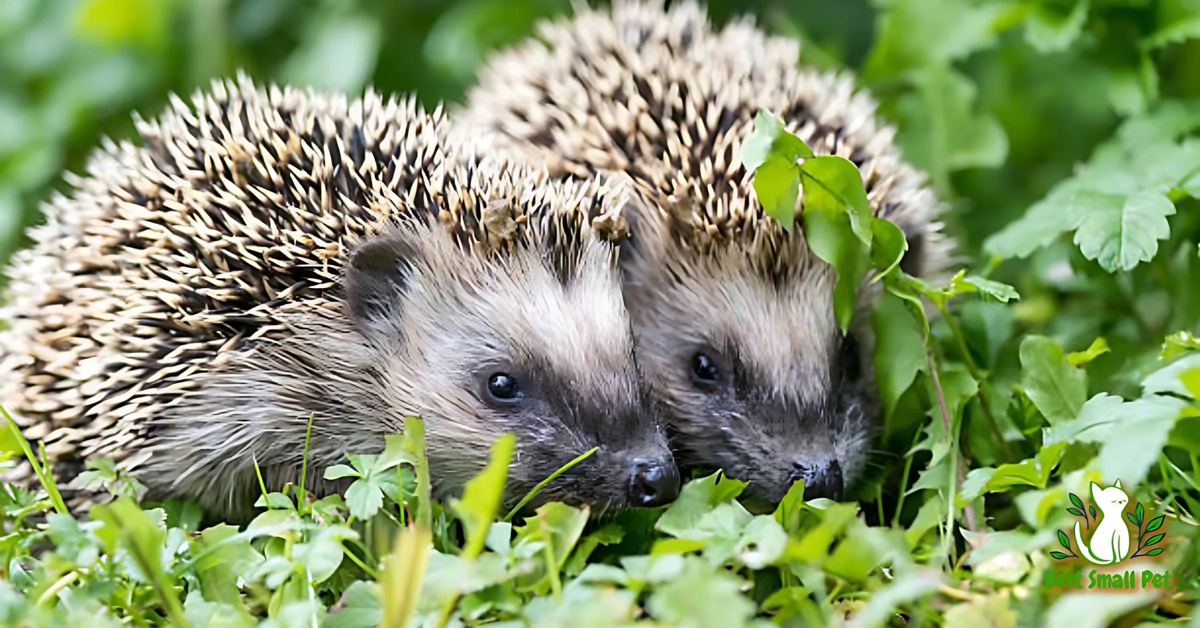 Hedgehogs food in jungle