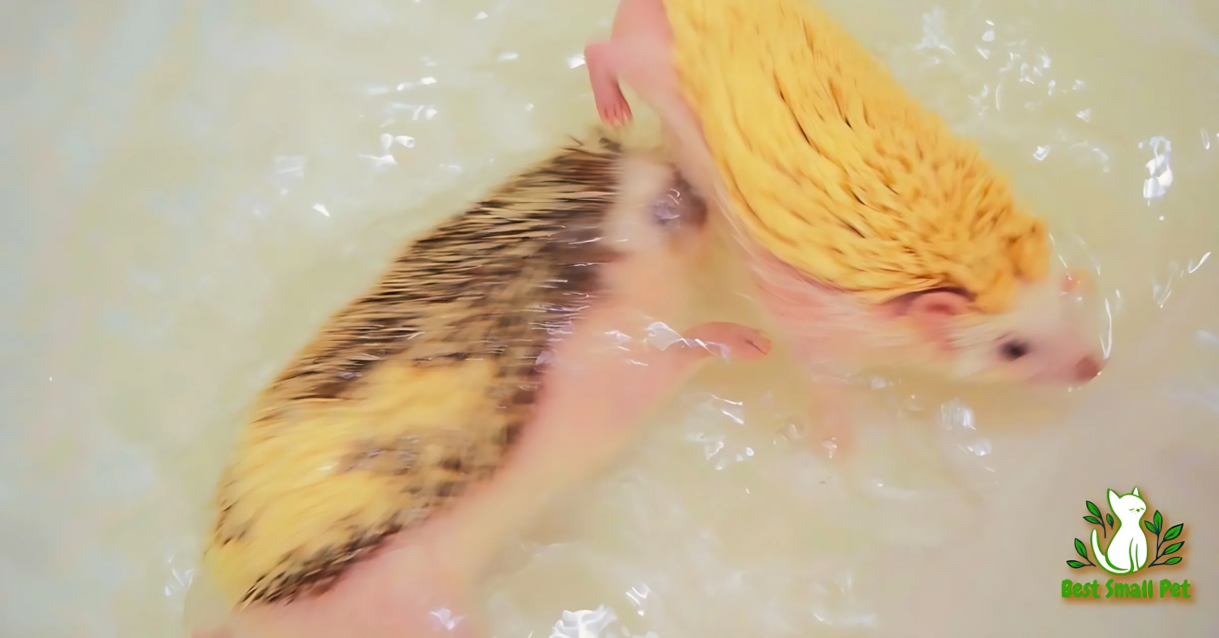 Swim Hedgehogs