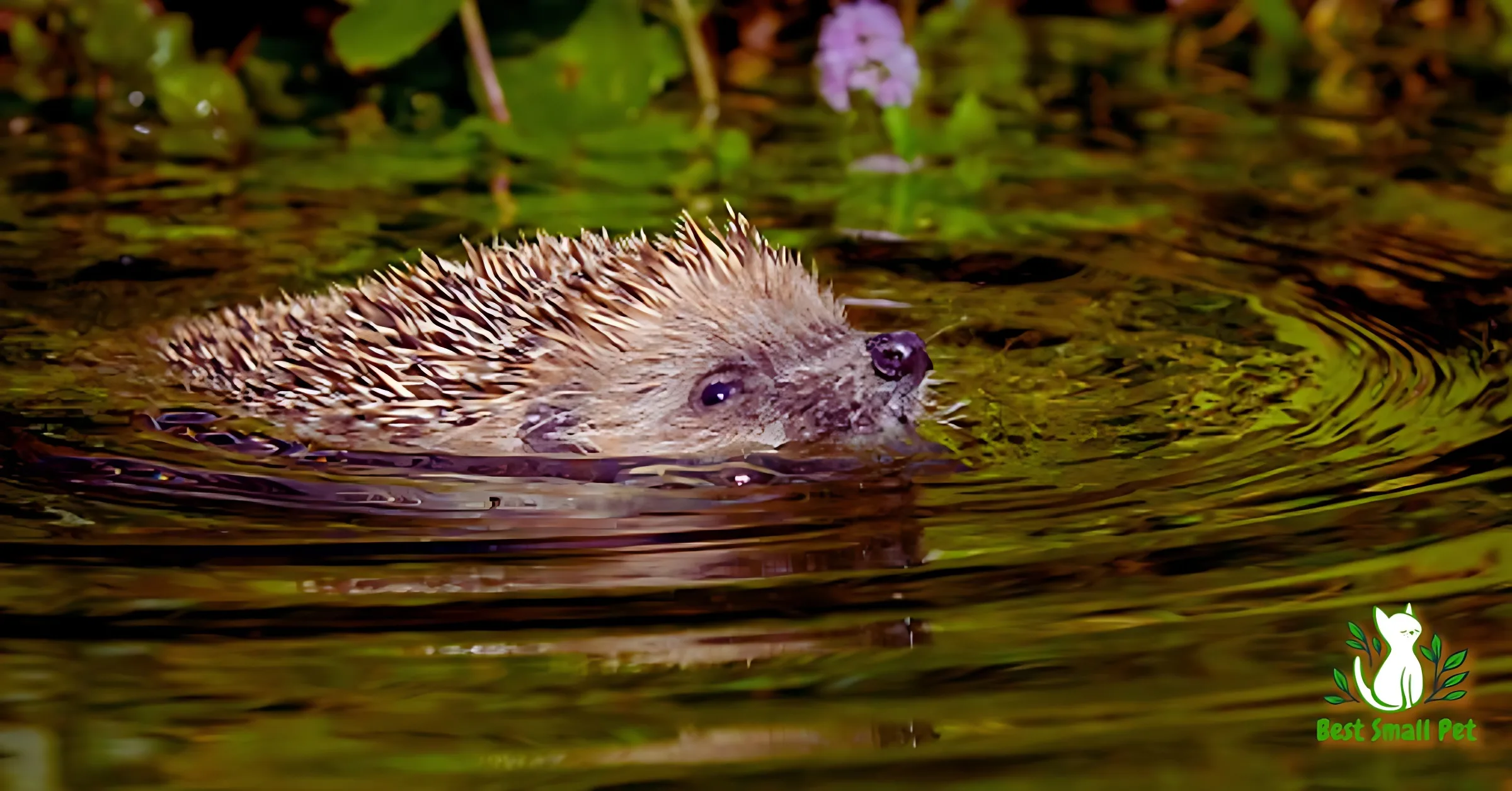 Hedgehogs Swim in Jungle