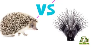 Hedgehogs vs Porcupines