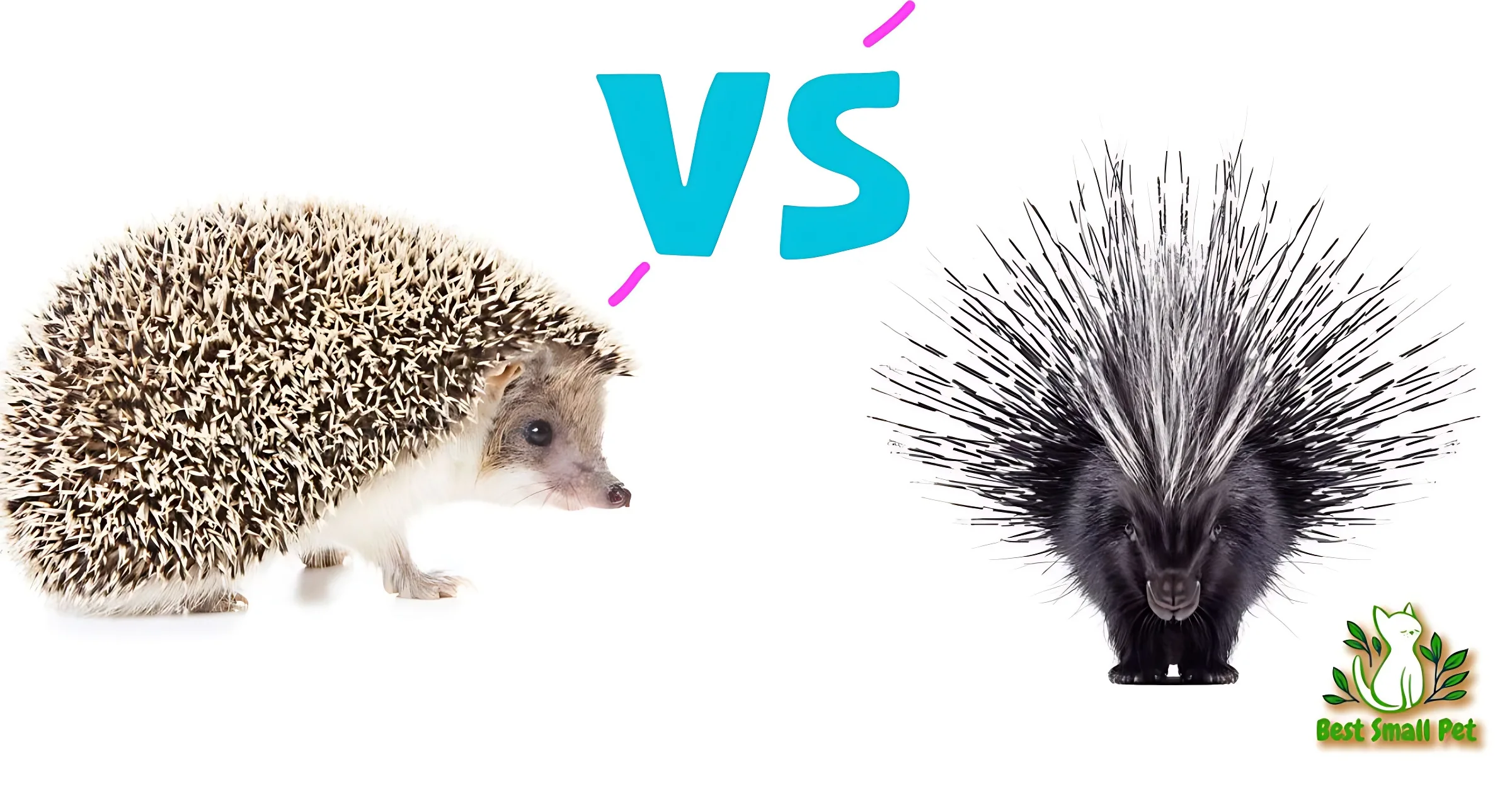 Hedgehogs vs Porcupines – 100% Exact What do hedgehogs look like