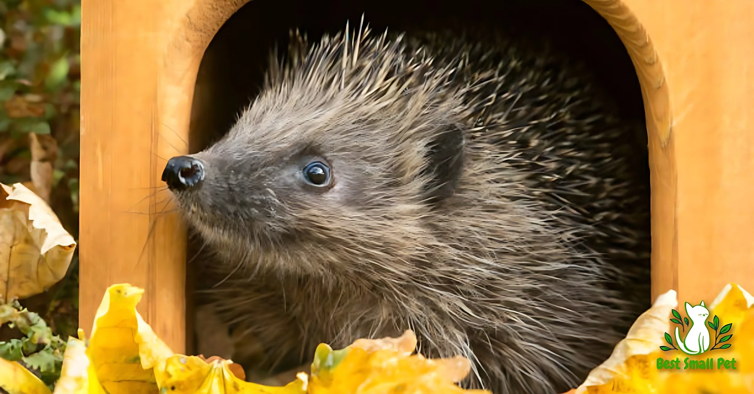How Long Do Hedgehogs Live: Hedgehog pet Lifespan
