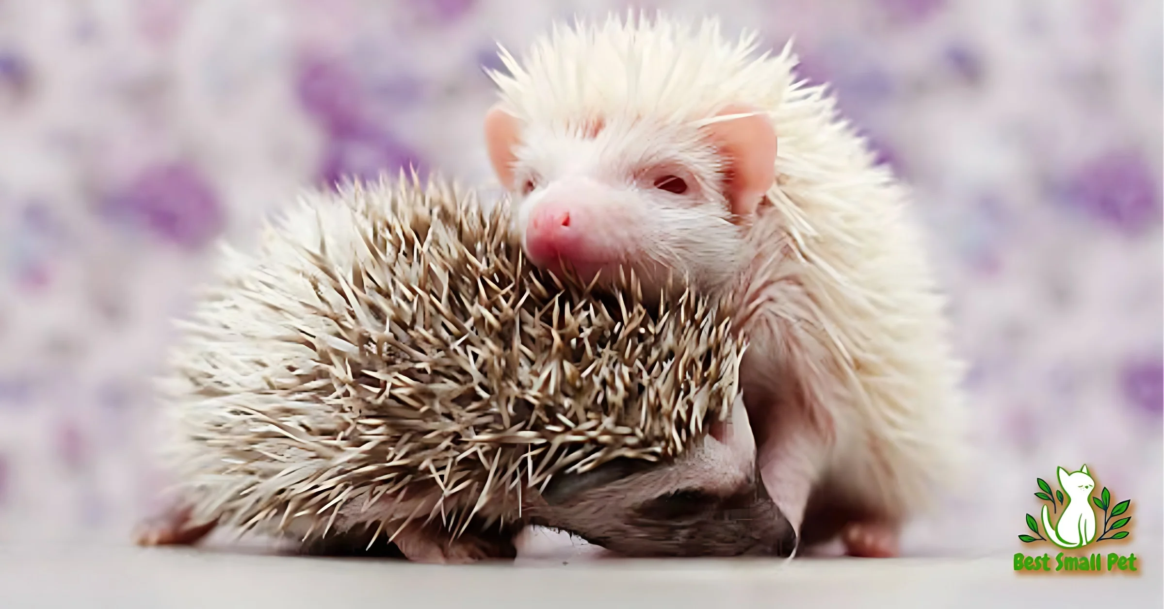 How Long Do Hedgehogs Live in home