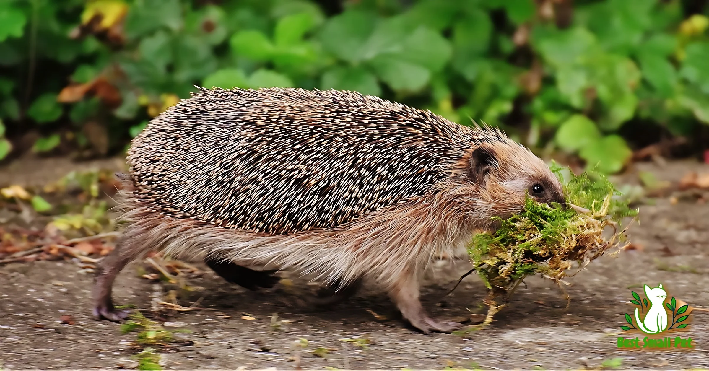 How Long Do Hedgehogs Live in jungle