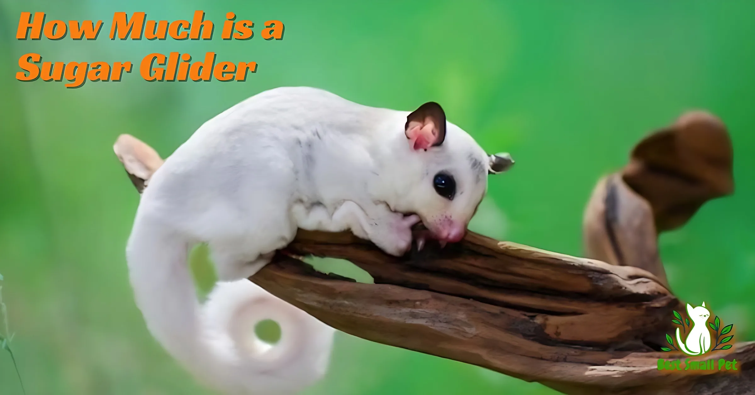 How Much is a Sugar Glider? A Comprehensive Guide to Costs