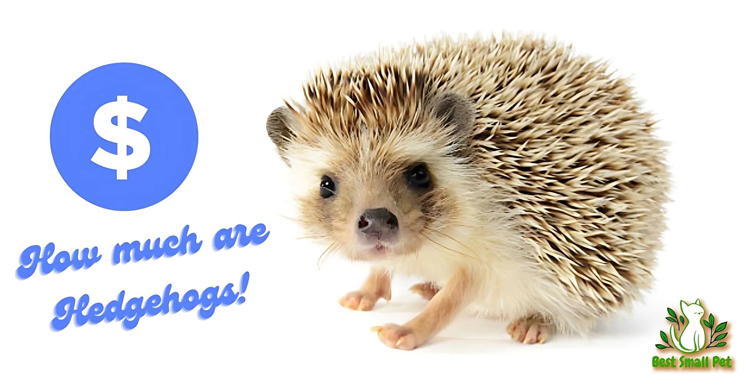 How much are Hedgehogs- Hedgehog Cost