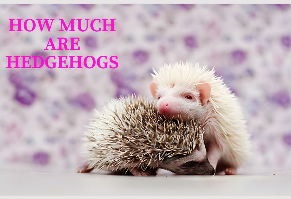 How much are Small Hedgehog