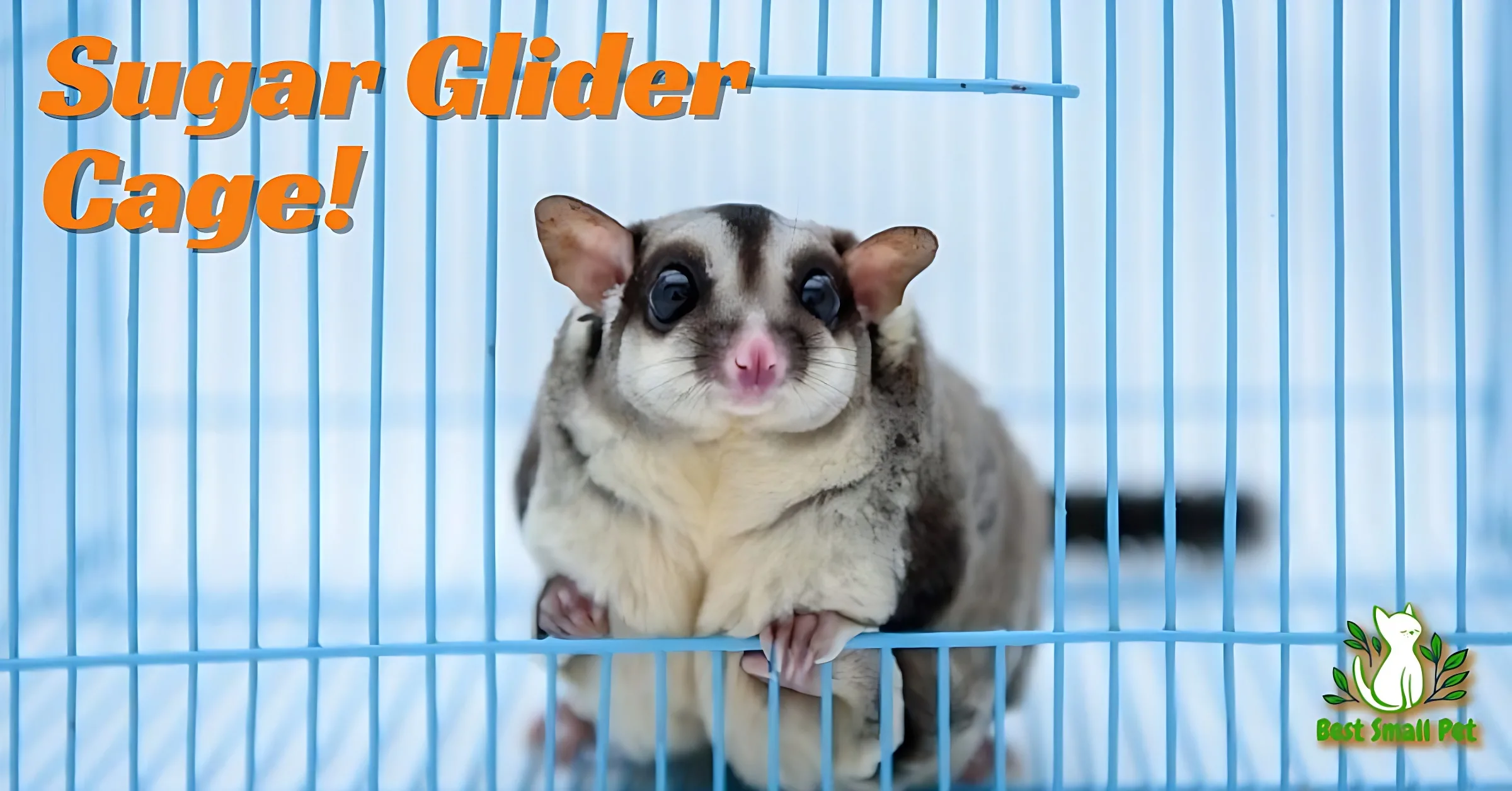 Choosing the Right Sugar Glider Cage: A Comprehensive Guide