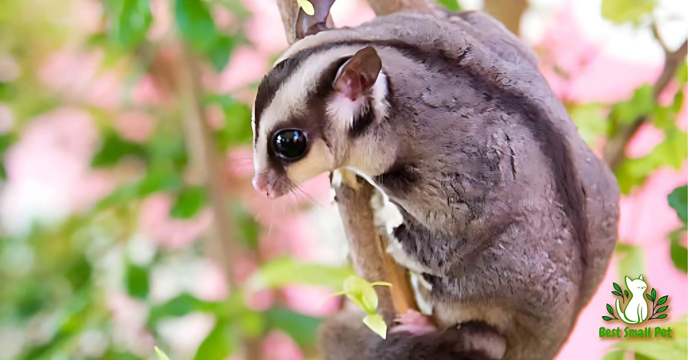 How Long Do Sugar Gliders Live in USA