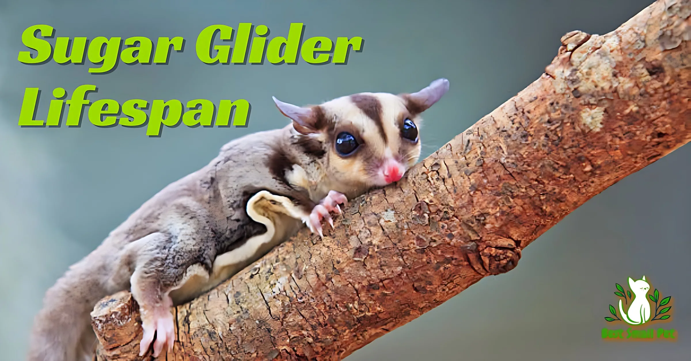 Sugar Glider Lifespan: How Long Do Sugar Gliders Live? 