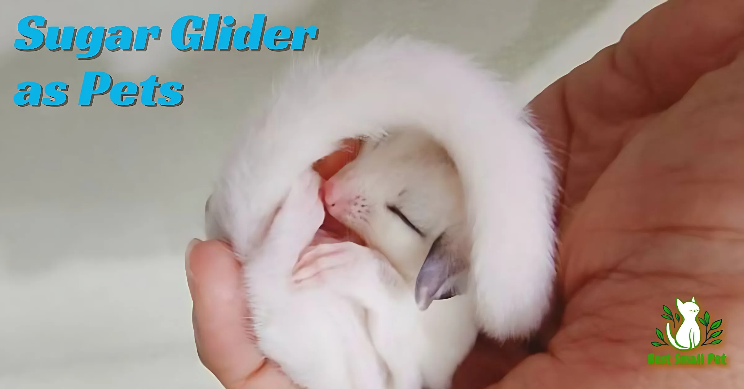 sugar glider as pets