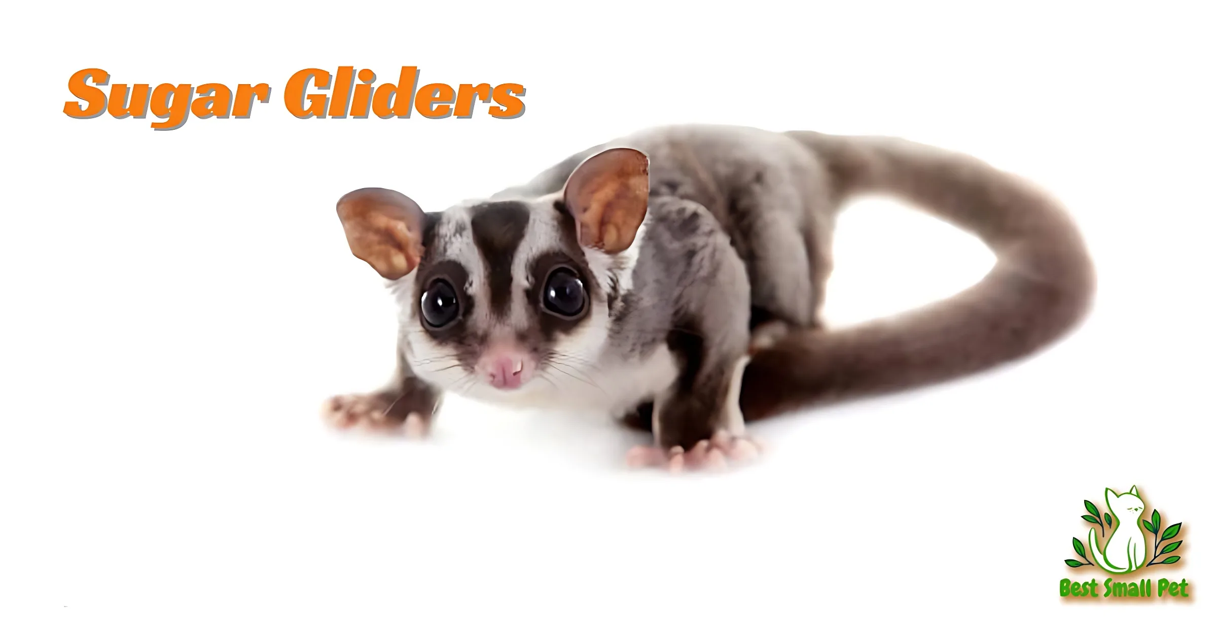 Sugar Gliders Unveiled: A Guide to Responsible Ownership and Care