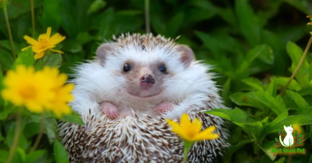 Names for Hedgehogs: Best Hedgehogs Names