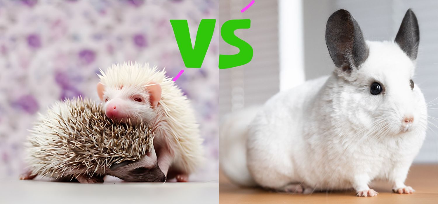 Are Hedgehogs Rodents – Hedgehogs vs Rodents