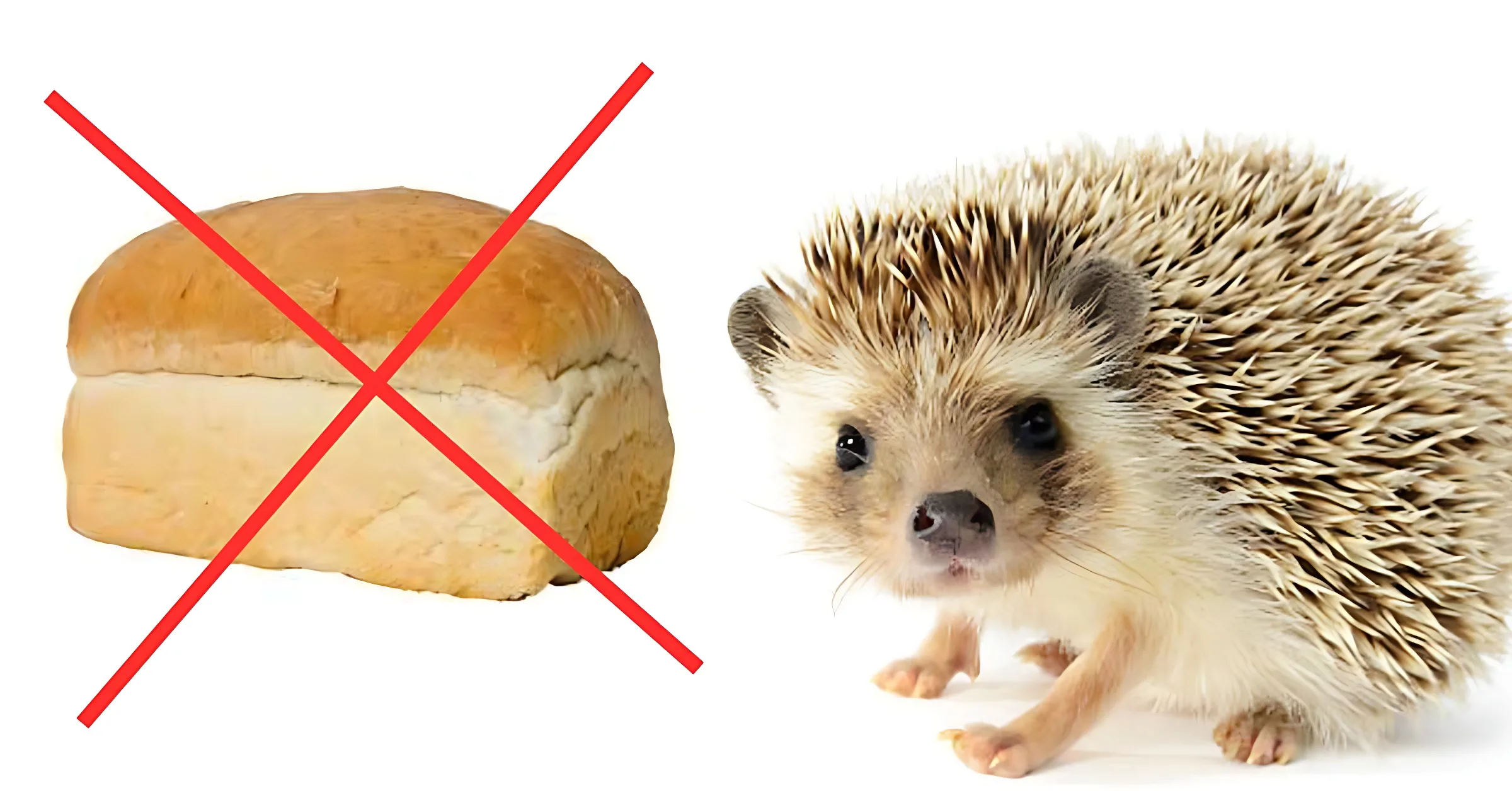What Can’t Hedgehogs Eat