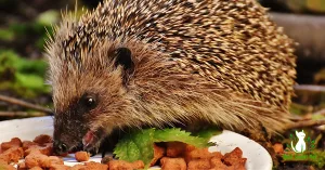 What do Hedgehogs Eat