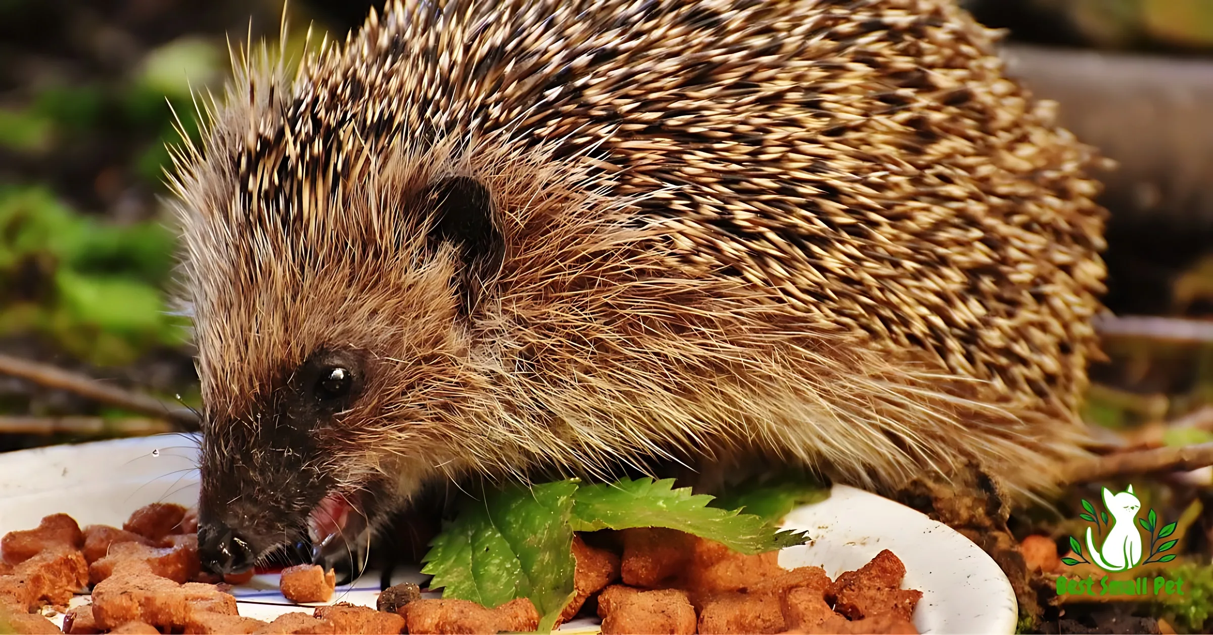 What do Hedgehogs Eat as Pets?