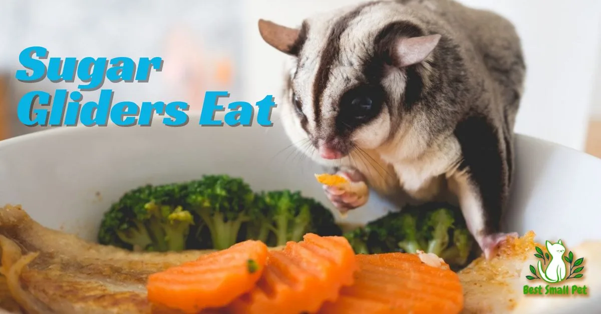 What do sugar gliders eat?