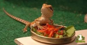 Food for Bearded Dragons