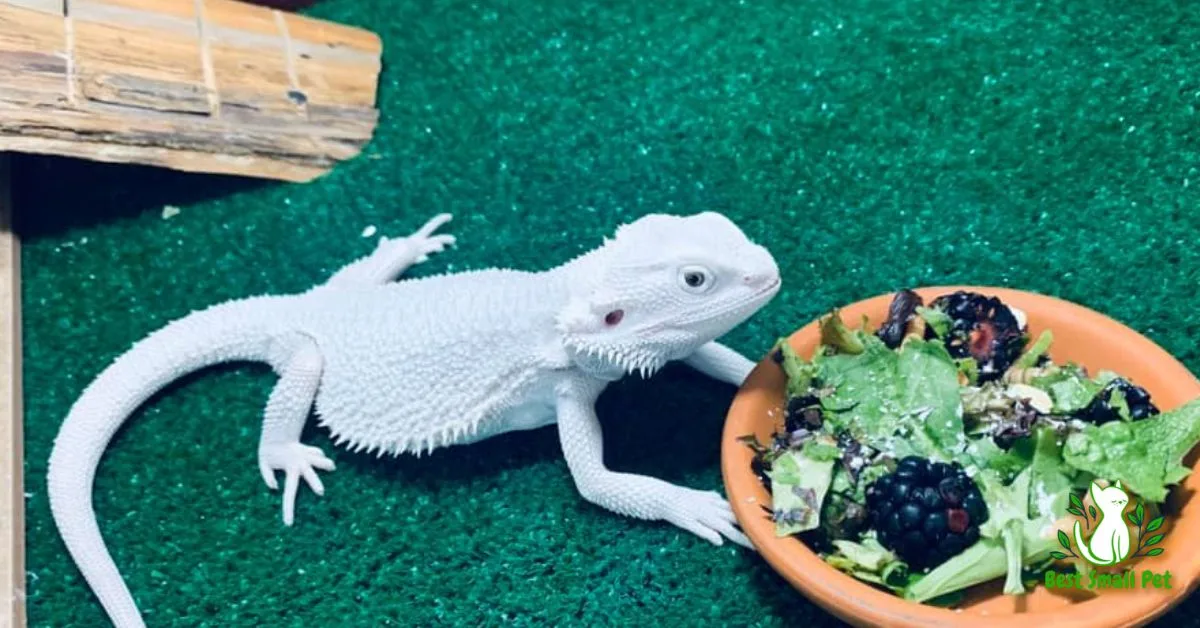 Bearded Dragons foods