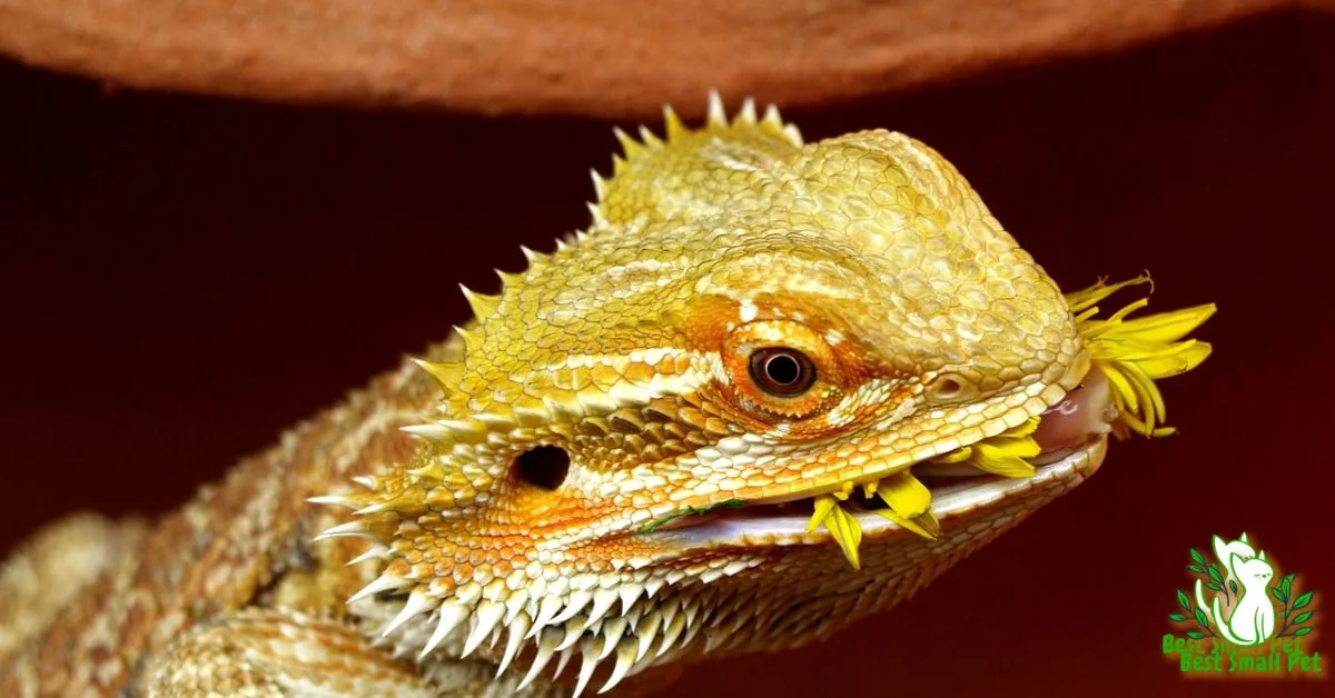 Bearded Dragons Live