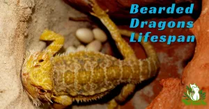 Bearded Dragons Lifespan
