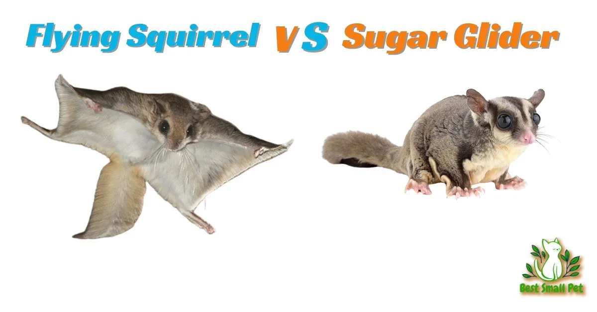 Flying Squirrel vs Sugar Glider: A Comparative Exploration