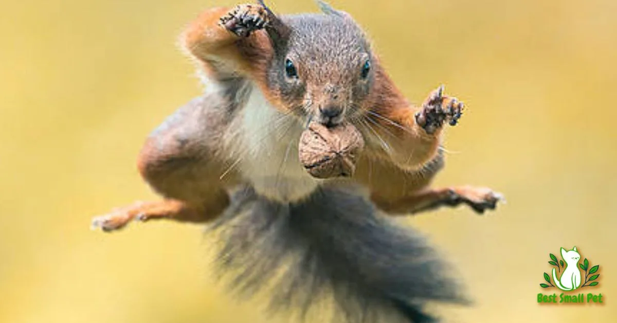 Flying Squirrels