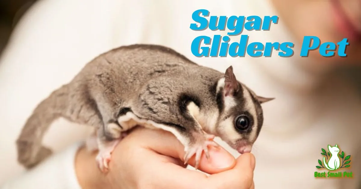 Pet Sugar Glider: A Quick Guide