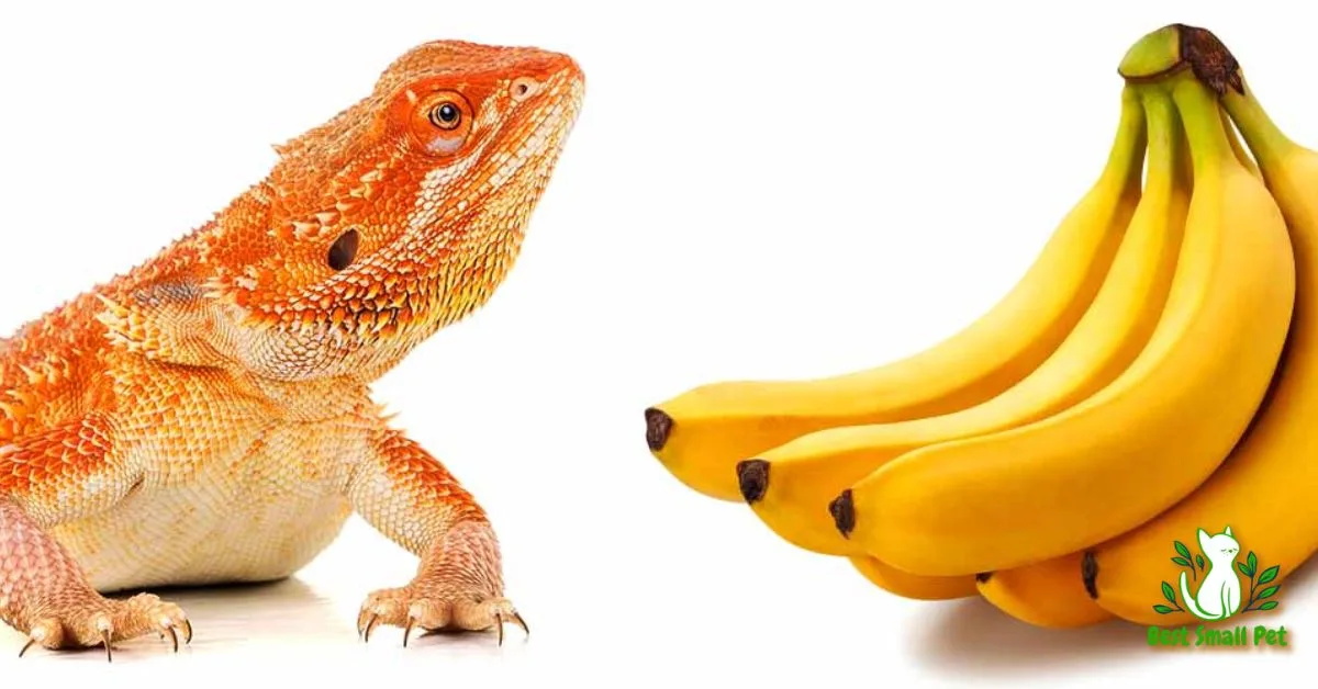 Can Bearded Dragons Eat Bananas? Benefits and Dangers Analyzed