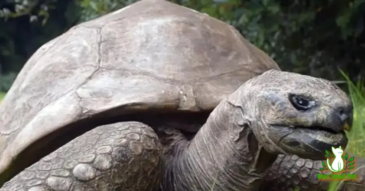 Oldest Turtle in the World