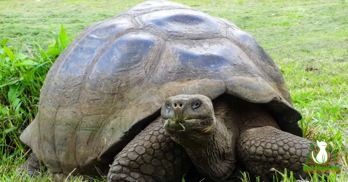 Oldest Turtle