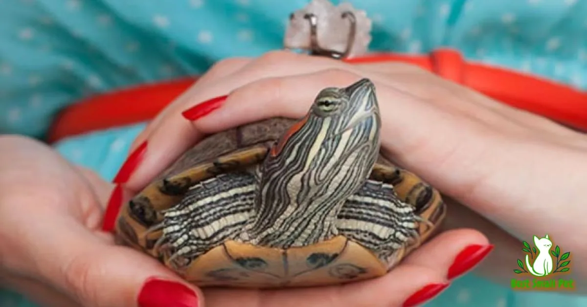 How to Keep a Turtle as a Pet? The Complete Beginner’s Guide