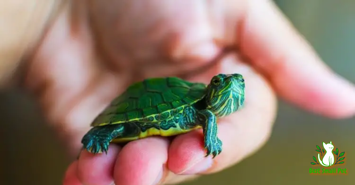 Baby pet turtle
