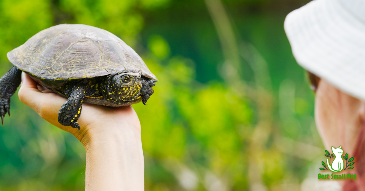 How to care for pet turtle