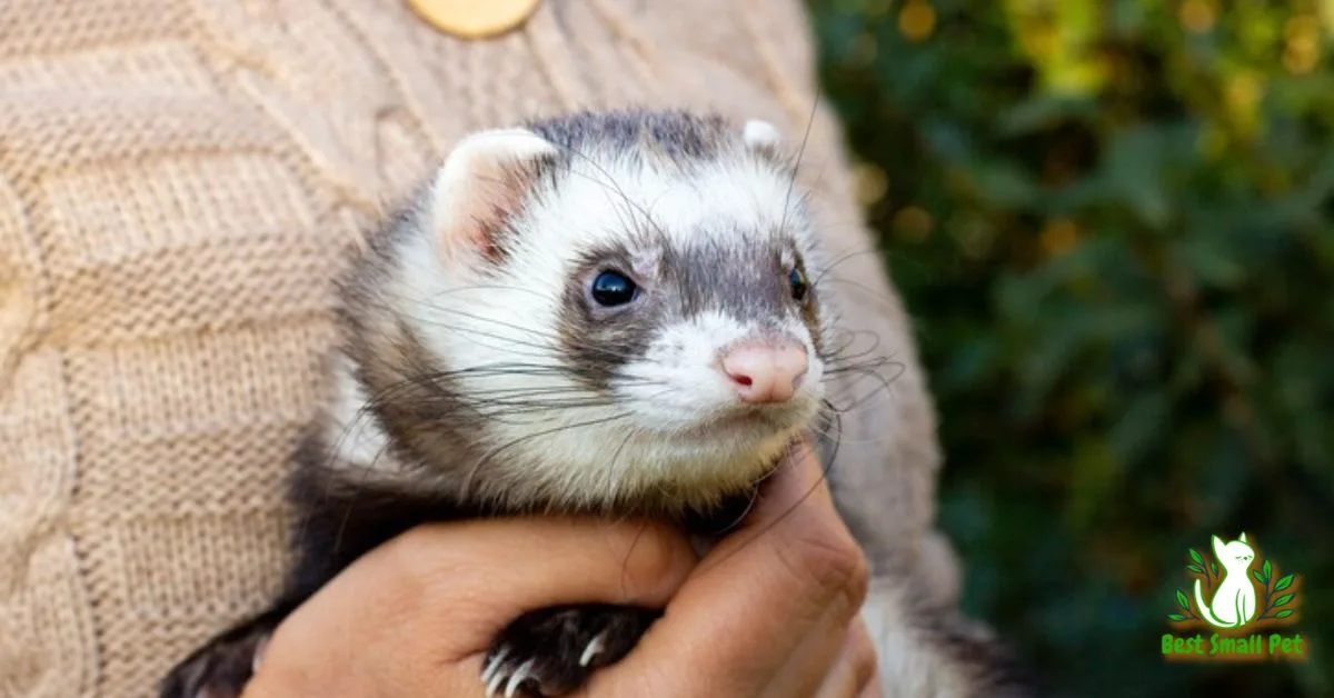 can I get ferrets