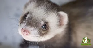 Where can I get ferrets
