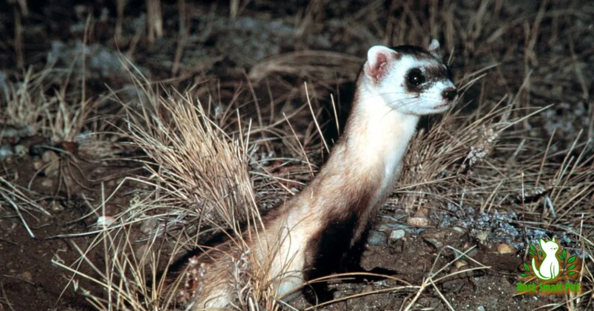 Where Do Ferrets Come From? The Origins and Evolution of the Playful Ferret