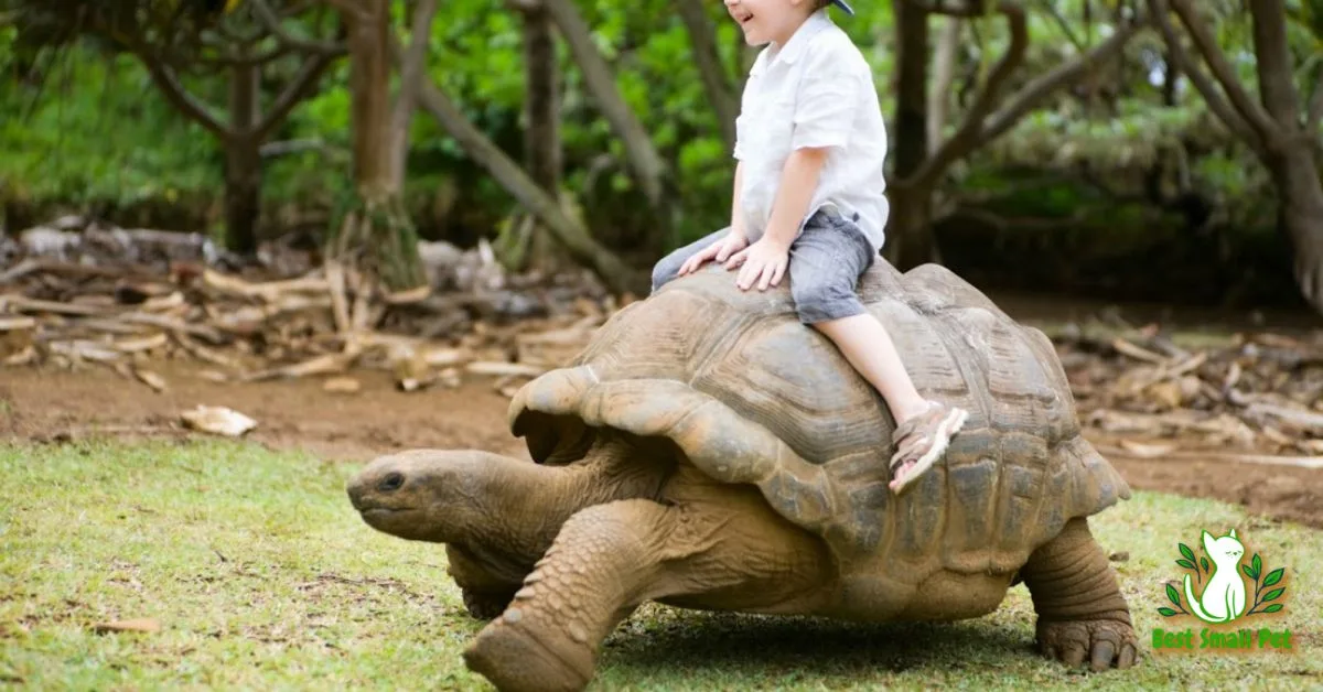 The Big Turtle Makes the Best Pet