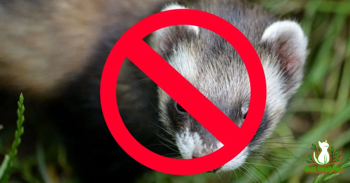 Why Are Ferrets Illegal in California? The Controversial History Explained
