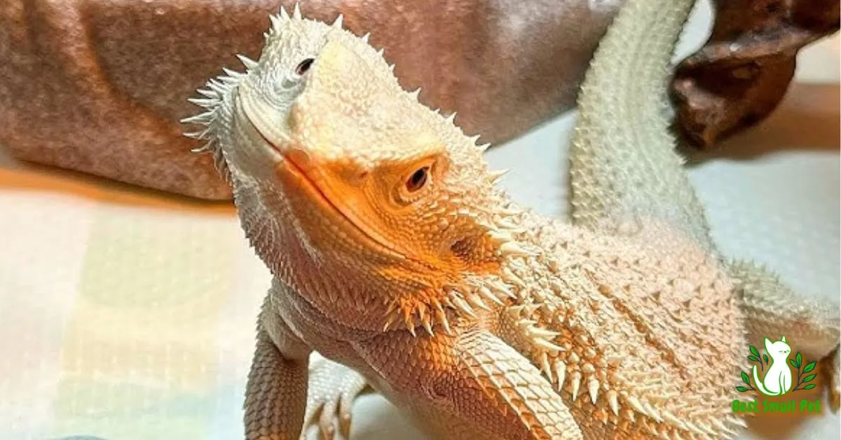 The Ultimate Guide to Cute Bearded Dragons as Pets