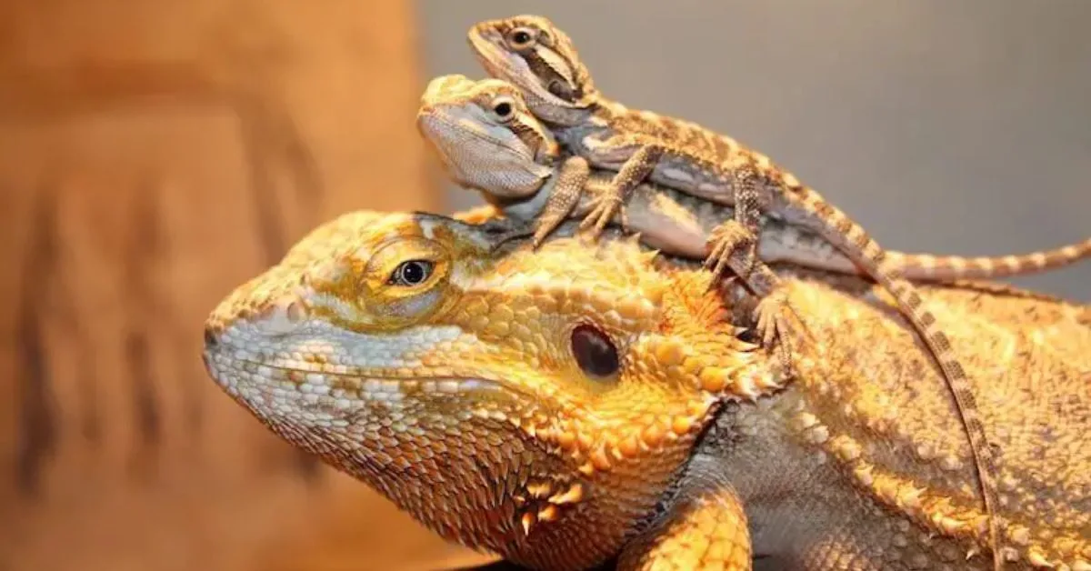 How Big Do Bearded Dragons Get? A Complete Growth Chart and Size Guide
