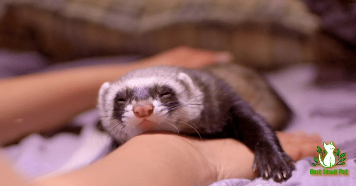 How Much Are Ferrets? Breaking Down Purchase Costs, Supplies, Vet Bills & More