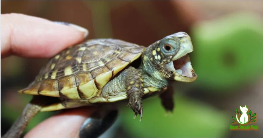 What is a Good Turtle for a Pet? A Beginner’s Guide to Choosing the Best Turtle