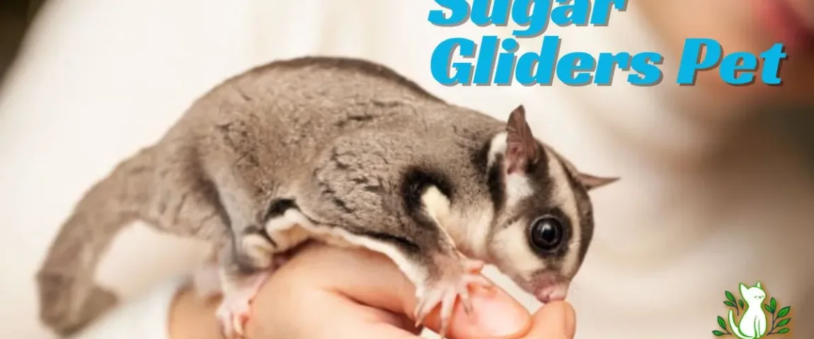 Pet Sugar Glider